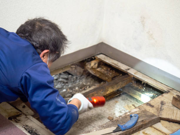 Best Attic Mold Removal  in Pharr, TX