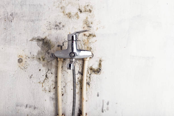 Best Commercial Mold Removal  in Pharr, TX