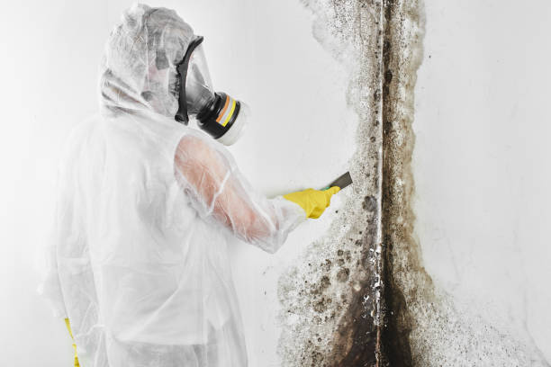 Best Local Mold Removal Service  in Pharr, TX