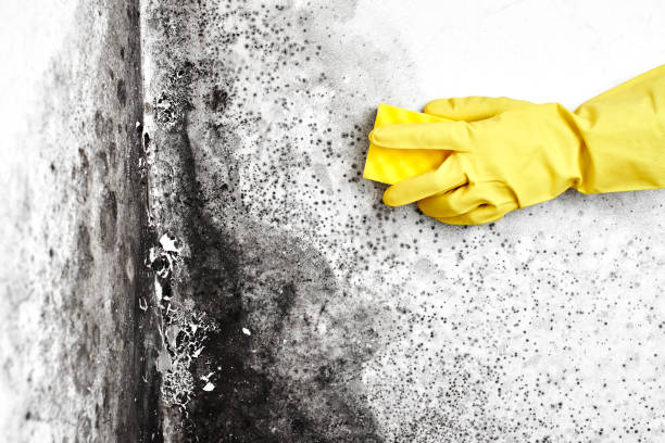 Best Same-Day Mold Removal  in Pharr, TX