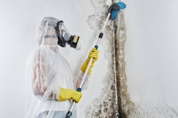 Best Emergency Mold Removal  in Pharr, TX