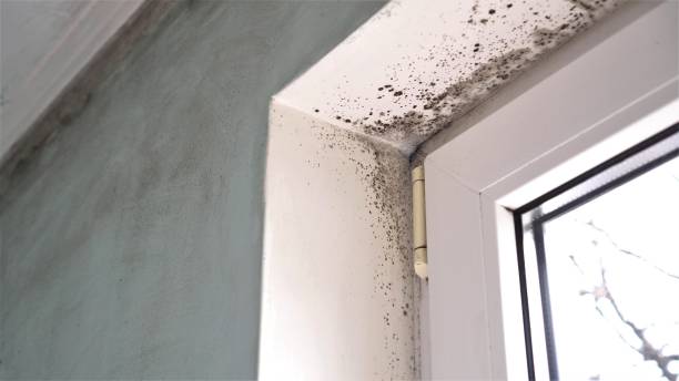 Best Affordable Mold Removal  in Pharr, TX