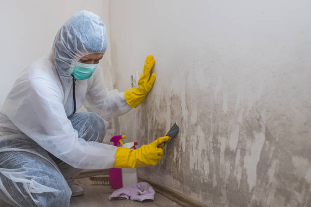 Best Emergency Mold Removal  in Pharr, TX