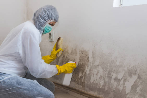 Mold Removal Process in Pharr, TX