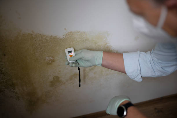 Best Mold Removal Specialists  in Pharr, TX