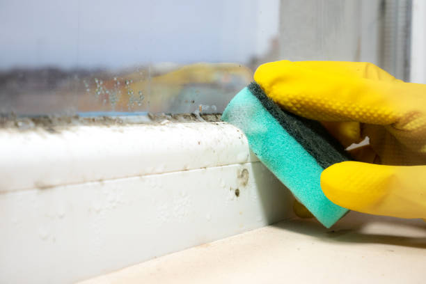 Best Black Mold Removal  in Pharr, TX