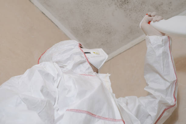 Best Local Mold Removal Service  in Pharr, TX