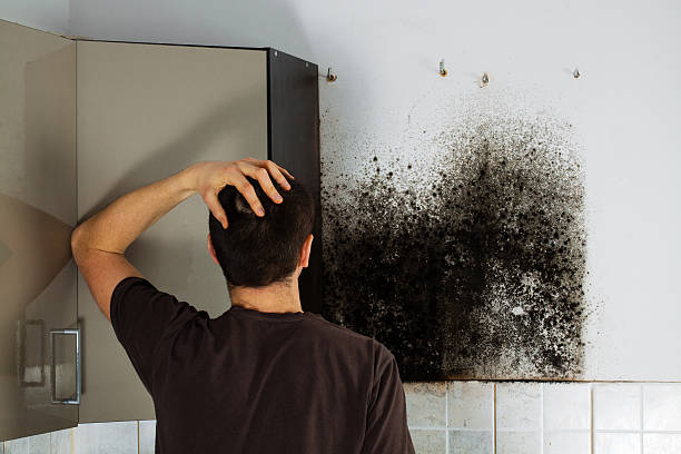 Best Attic Mold Removal  in Pharr, TX