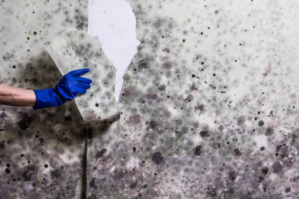 Best Local Mold Removal Service  in Pharr, TX