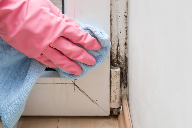 Best Mold Damage Repair  in Pharr, TX