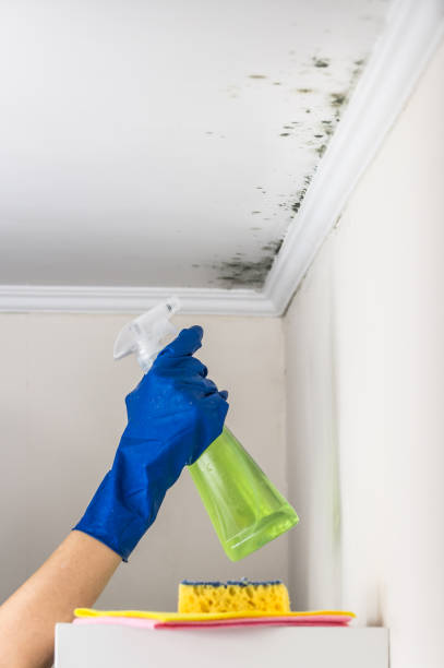 Best Certified Mold Removal  in Pharr, TX