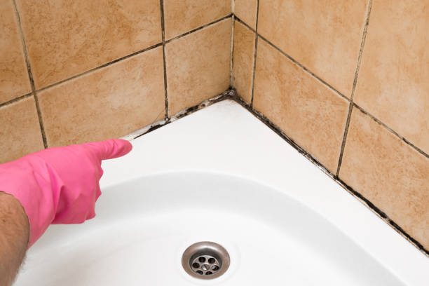 Best Mold Testing  in Pharr, TX